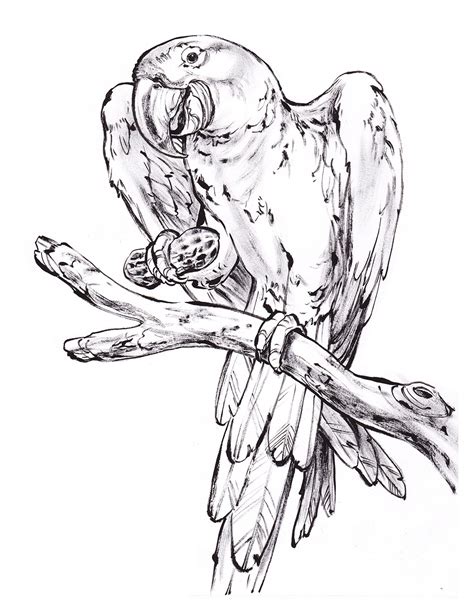 Free Printable Parrot Coloring Pages For Kids