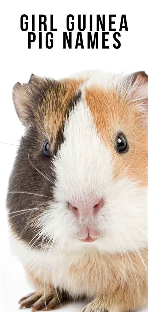 Girl Guinea Pig Names Over 200 Great Names For Female Guinea Pigs