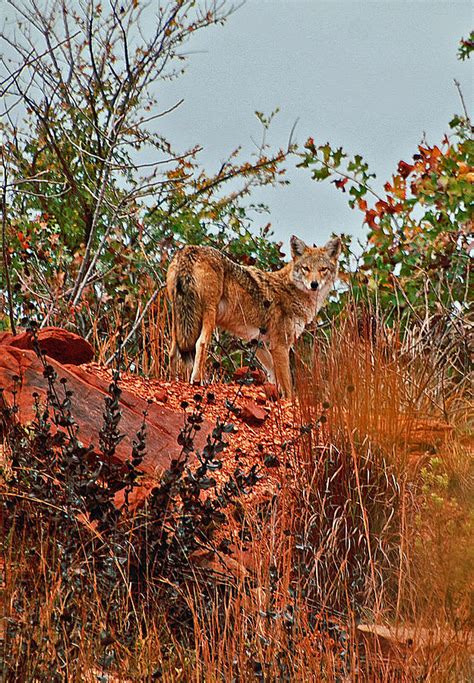 Oklahoma Coyote Photograph By Audie Thornburg Pixels