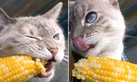 There are certain human foods cats can eat. Cat eats corn on the cob just like a human on Instagram ...