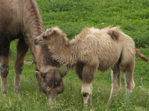Baby Camel Stock Image Image Of Follow Nature Trust 5741187