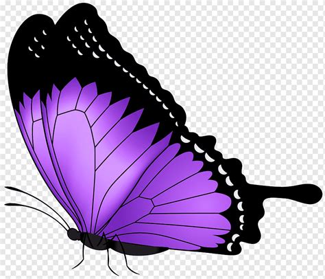 фіолетовий метелик, метелик фіолетовий, фіолетовий метелик, мистецтво