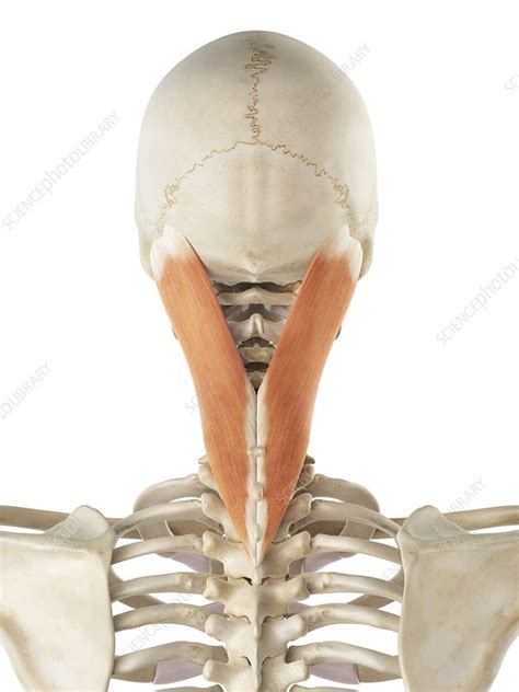 Neck Muscle Artwork Stock Image F009 3972 Science Photo Library
