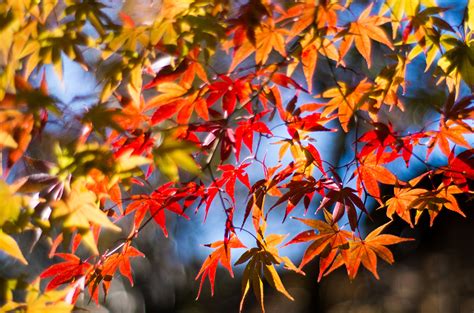Desktop Wallpapers Foliage Maple Nature Branches