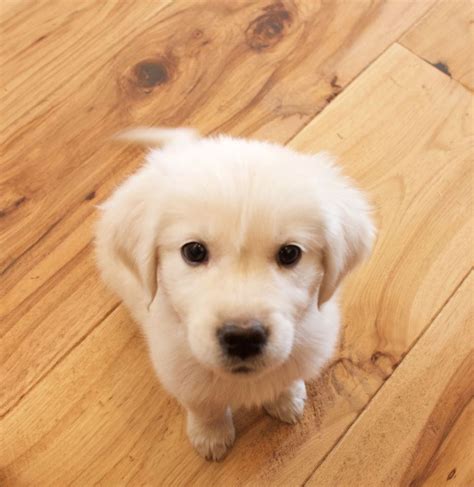 They are healthy, smart dogs with fantastic personalities. Golden Retriever Puppies for Sale in Utah | English golden ...