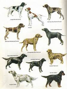 Dog Breeds Chart Cute Funny Dogs