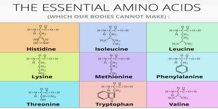 Functions And Types Of Amino Acids Zoefact