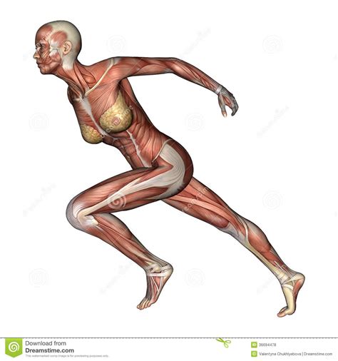 Female Anatomy Figure Stock Illustration Illustration Of Fitness