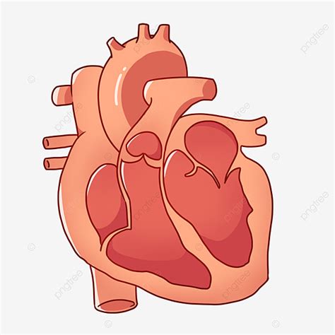 Cartoon Human Heart Illustration Heart Red Heart Human