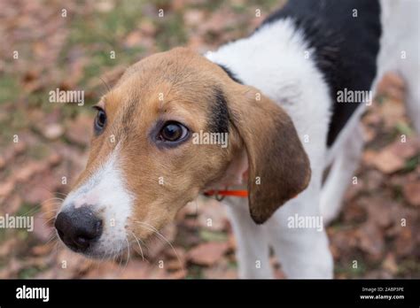 Estonian Hound Puppy Close Up Pet Animals Purebred Dog Stock Photo