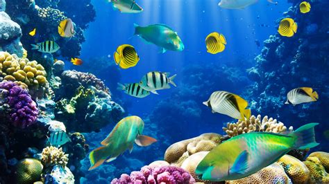 Tropical Fish Underwater Sea Ocean Sealife Wallpaper 2560x1440