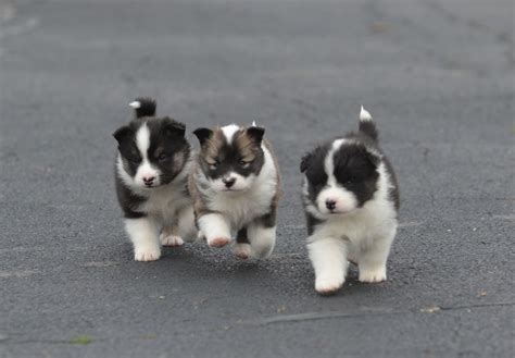 Icelandic Sheepdog Puppies For Sale Akc Puppyfinder