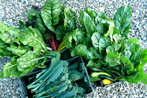 African Leafy Vegetables In South Africa Ccardesa