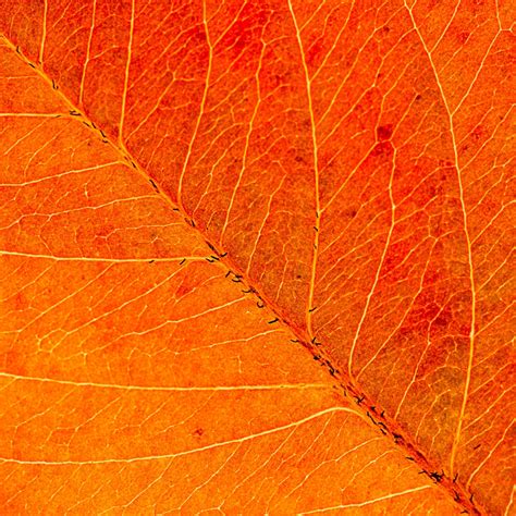 Orange Leaf Wallpaper 4k Macro Closeup Pattern Texture Nature 5583