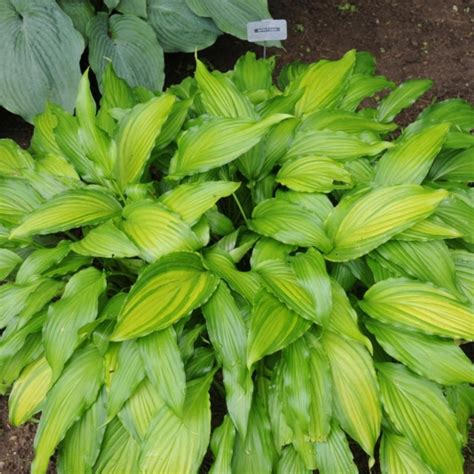 Hosta Spritzer Buy Plantain Lily At Coolplants