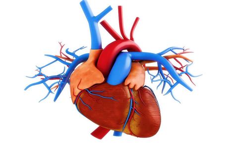 Cuál Es La Función De La Arteria Pulmonar En El Cuerpo Bekia Salud