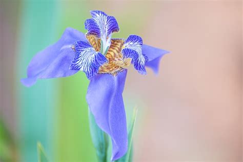 Premium Photo Flower Of Iris Beautiful Blue Iris Flower In The