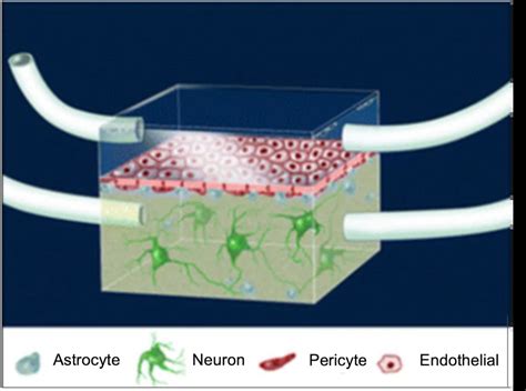 Blood Brain Barrier On A Chip Microfluidic Innovation Elveflow