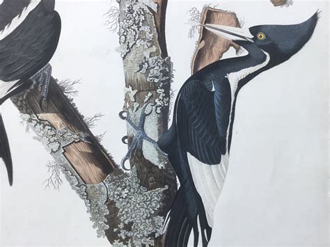 original audubon havell ivory billed woodpecker princeton audubon prints
