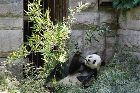 Listen To Squeaking Baby Pandas And See How China Is Saving Them