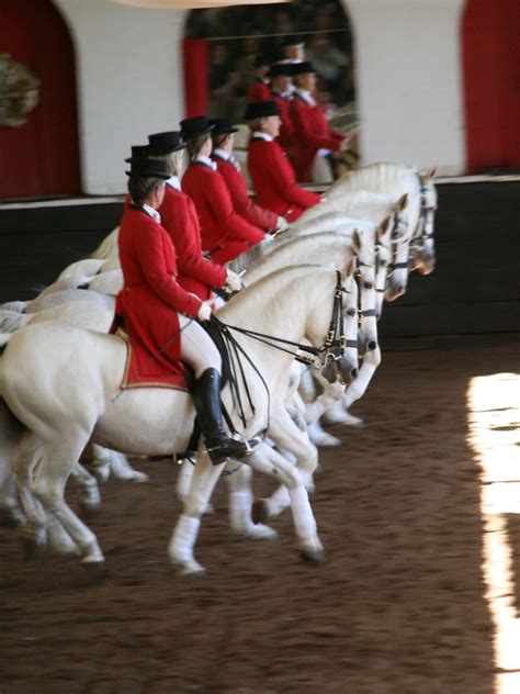 Lipizzaners South African Lipizzaners 29 June 2008 Chrisna Herbst