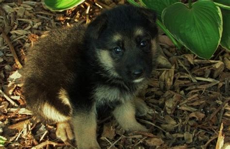 See more of german shepherd rescue and adoptions on facebook. Gorgeous german shepherd Puppies For Adoption Offer ...