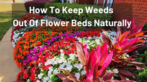 How To Keep Weeds Out Of Flower Beds Naturally