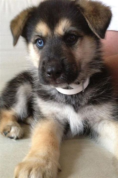 German Shepherd Husky Mix Puppies With Blue Eyes