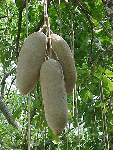 Sausage Tree Kigelia Pinnata Kigelia Africana