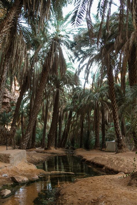 The Enchanting Terjit Oasis In The Sahara Desert Wild Man Life