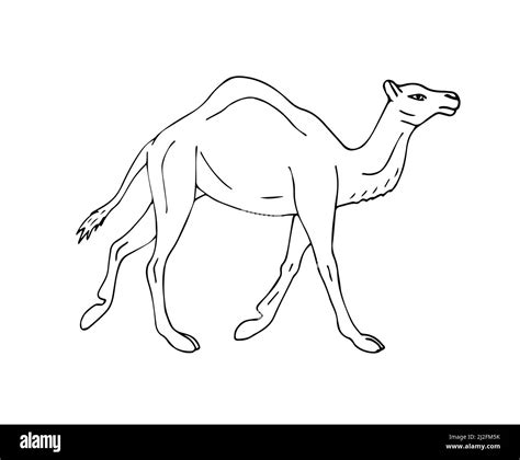 Vector Hand Drawn Sketch Dromedary One Humped Camel Isolated On White