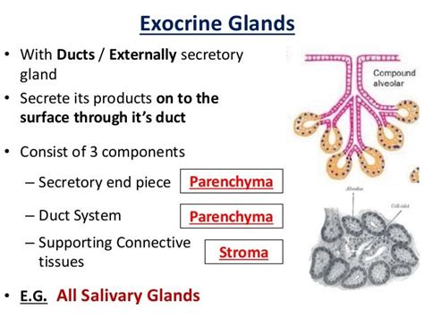 Exocrine Glands Histology