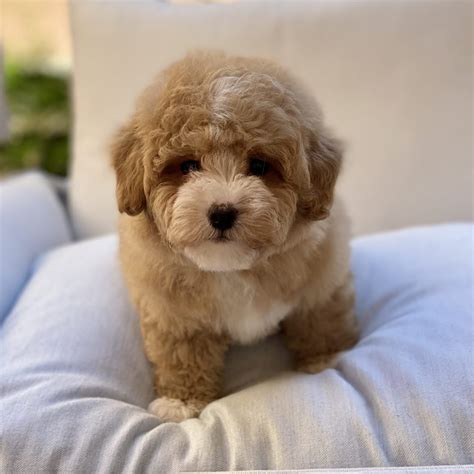 Bichon Poo Sold Waggs To Riches