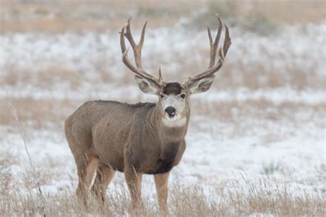 Self Guided Mule Deer Drop Hunt Got Hunts