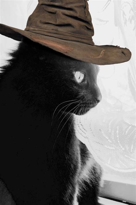 Black Cats Are Lucky 💜 Cowboy Hats Black Cat Cowboy