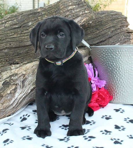 Black Labrador Retriever Puppies For Sale • Adopt Your Puppy Today