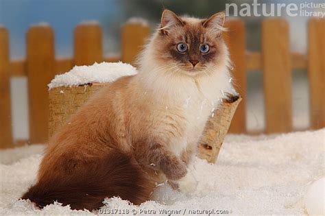 Stock Photo Of Neva Masquarade Siberian Forest Cat Blue Tabby Point White Portrait