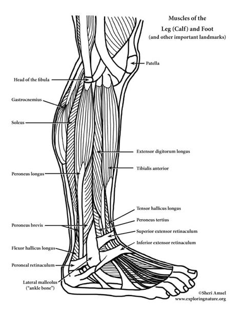 Foot Bones Diagram Labeled