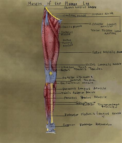 Leg Muscle Diagram Leg Muscles Labeled Massage Therapy