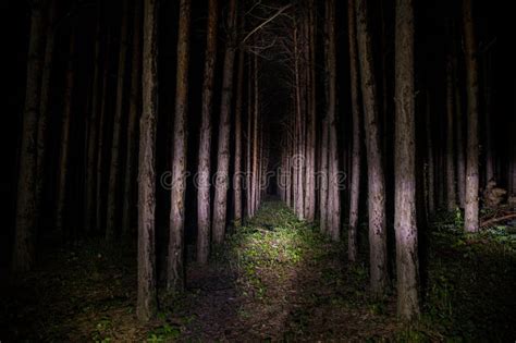 Beautiful Night Landscape Shot In Scary Forest Magical Lights