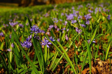 Blue Spring Flower Free Image Download