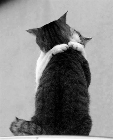 Pin By Reiné Gadellaa On Animals Cat Hug Cute Cats Cats