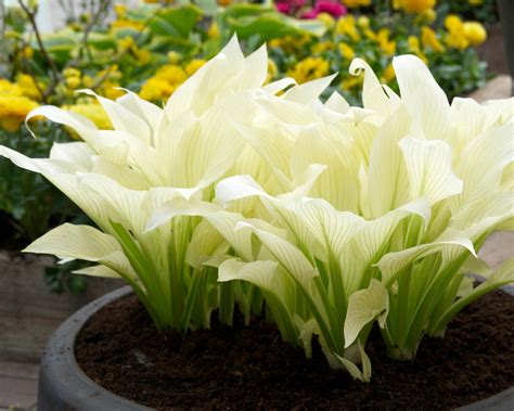 Hosta White Feather Bare Roots — Buy White Plantain Lilies Online At