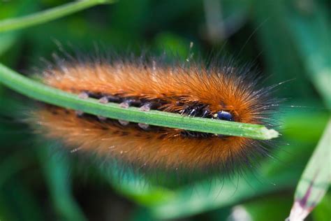 Hairy Brown Caterpillar Photograph By Craig Lapsley Fine Art America