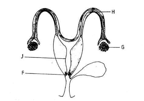 Reproductive System Of A Cow Atika School