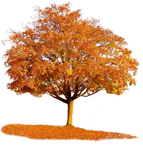 Tree Autumn Clip Art Fall Tree Png Clipart Image Png