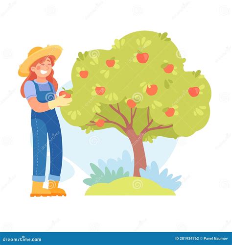 Harvesting Woman Character Picking Apples In Orchard Vector