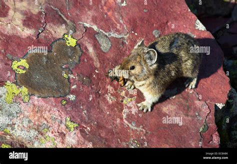 Red Pika Hi Res Stock Photography And Images Alamy