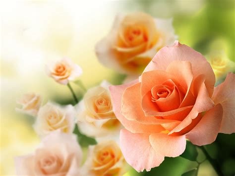Rose Flowers Flower Roses Bokeh Landscape Nature Garden Wallpapers Hd Desktop And