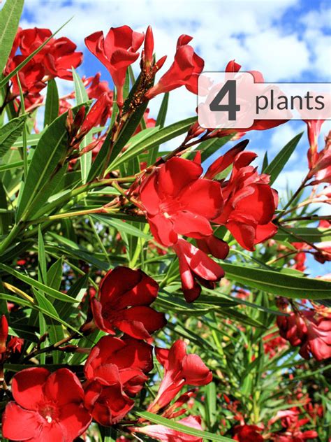 4 Plant Lipstick Red Oleander Patio Blooms Pkg Kens Nursery